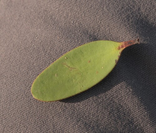 Alepis flavida observed 2026-10-19