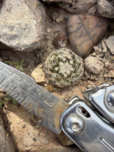 Mammillaria lasiacantha lasiacantha