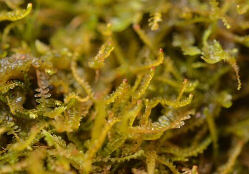 Sphenolobus minutus observed 2026-10-22