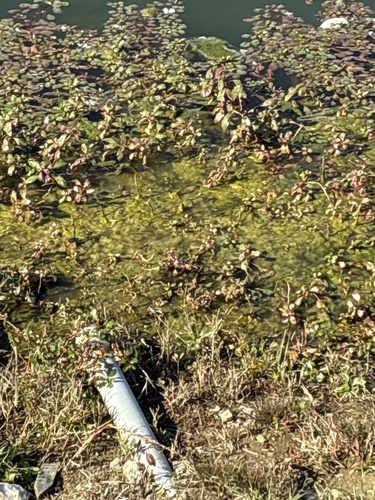 Ludwigia peploides observed 2026-10-22