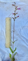 Penstemon australis