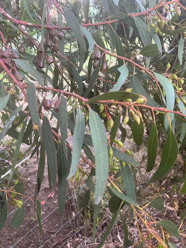 Eucalyptus leucoxylon observed 2026-10-23