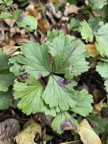 Geum fragarioides observed 2026-10-22