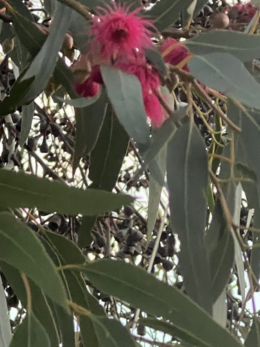 Eucalyptus leucoxylon observed 2026-10-23