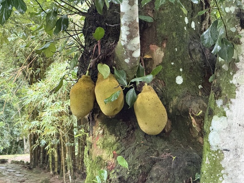 Artocarpus observed 2026-10-22