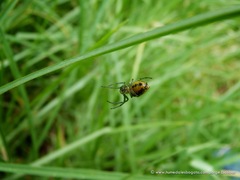 Alpaida variabilis