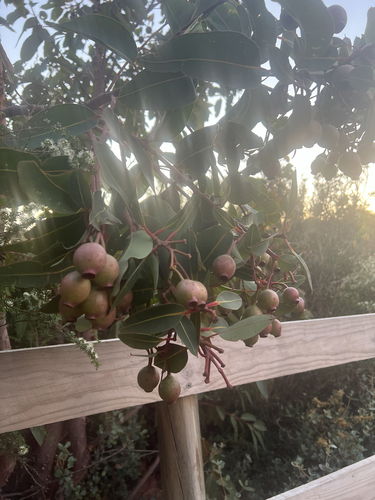 Corymbia ficifolia observed 2026-10-23