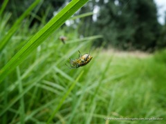 Alpaida variabilis