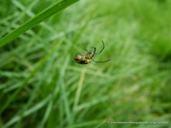 Alpaida variabilis