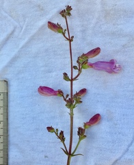 Penstemon australis
