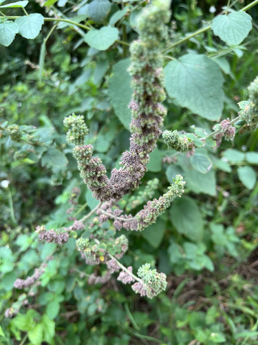 Mesosphaerum pectinatum observed 2026-10-22