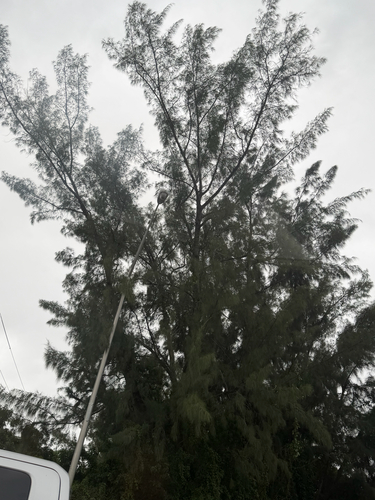 Casuarina equisetifolia observed 2026-10-22