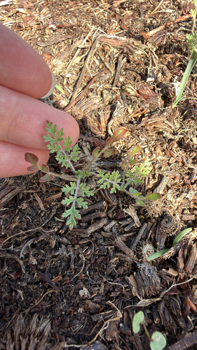 Western Tansymustard