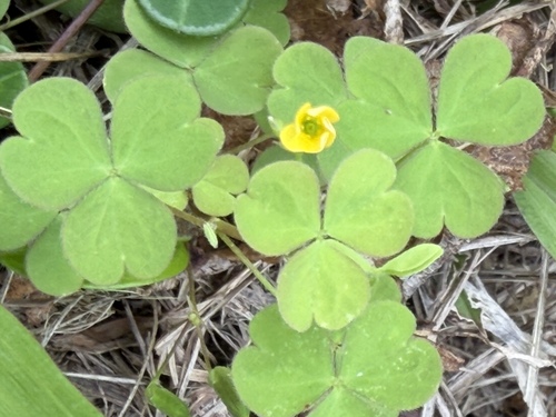 Oxalis corniculata observed 2026-10-21