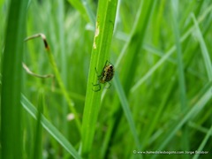 Alpaida variabilis