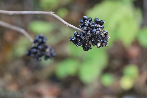 Eleutherococcus sessiliflorus, 2026-09-30