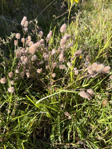 Trifolium arvense observed 2026-10-20