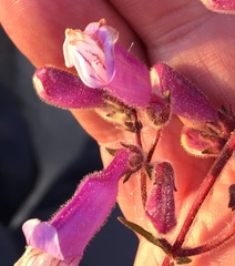 Penstemon australis