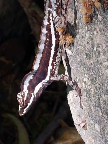 Taylor's Anole