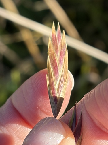 Bromus catharticus observed 2026-10-20