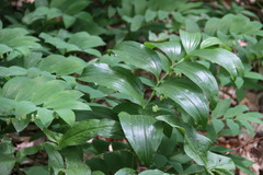 Polygonatum latifolium