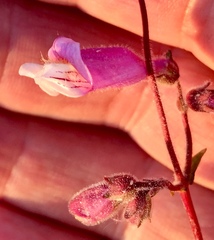 Penstemon australis