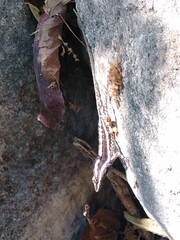 Anolis taylori