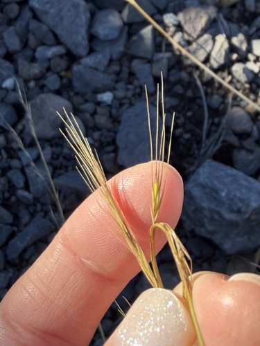 Festuca myuros observed 2026-10-20