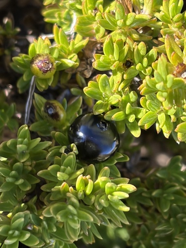 Coprosma ernodeoides observed 2026-10-20