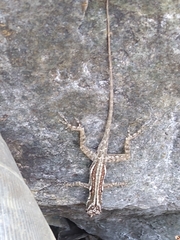 Anolis taylori