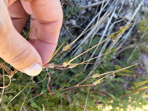Geranium, 2026-10-20