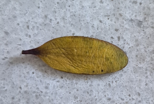 Alepis flavida observed 2026-10-23
