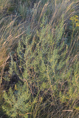 Asparagus inderiensis