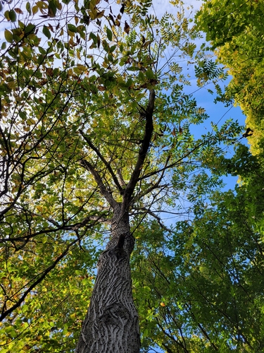Juglans cinerea, 2026-10-21