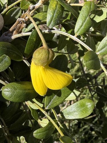 Sophora chrysophylla observed 2026-10-20