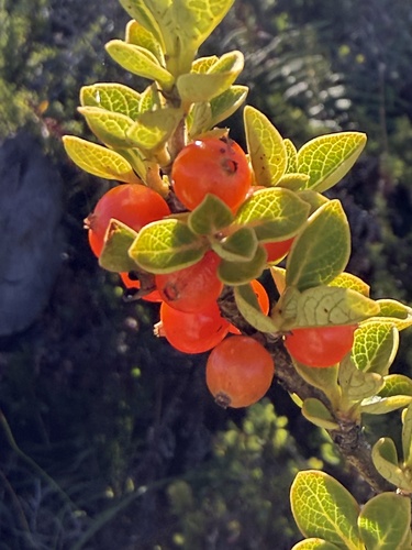 Coprosma montana observed 2026-10-20