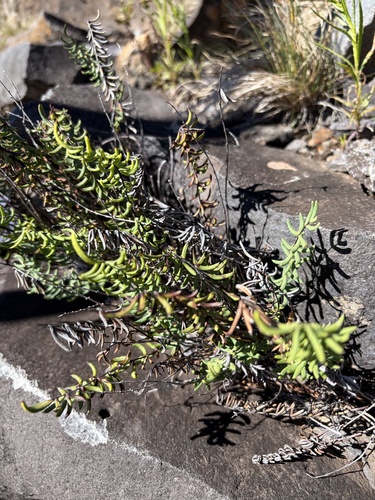 Cheilanthes, 2026-10-20