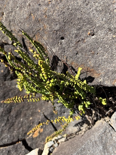 Asplenium, 2026-10-20