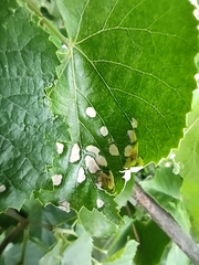Phyllonorycter issikii