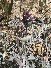 Astragalus lentiginosus variabilis
