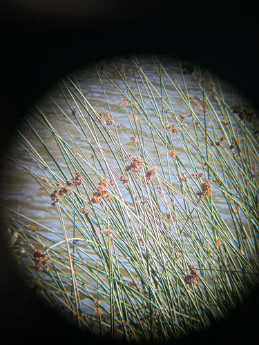 Schoenoplectus californicus observed 2026-10-12