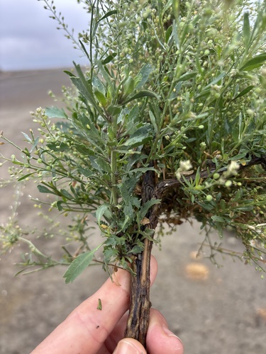 Hairypod Pepperweed