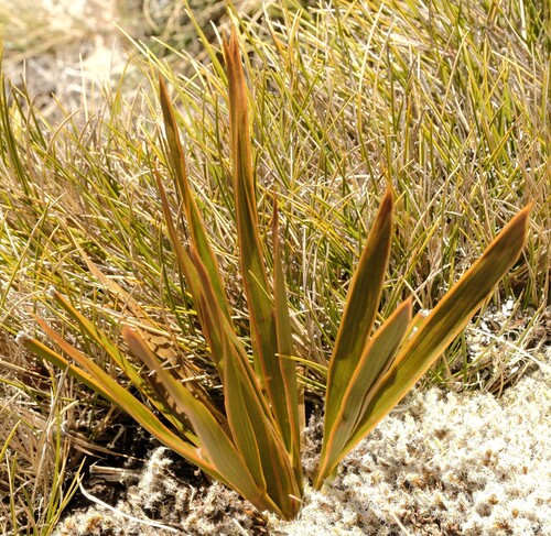 Aciphylla aurea observed 2026-10-19