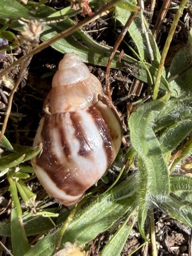 Lissachatina fulica observed 2026-10-20