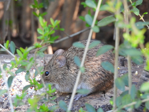 Hispid Cotton Rat