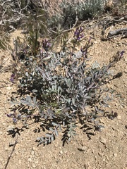Astragalus lentiginosus variabilis