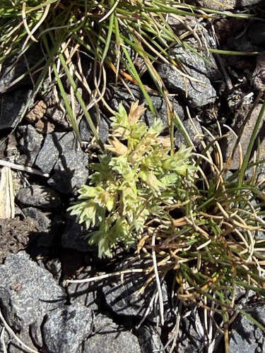 Scleranthus observed 2026-10-20