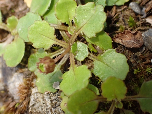 Lagenophora pumila observed 2026-10-22