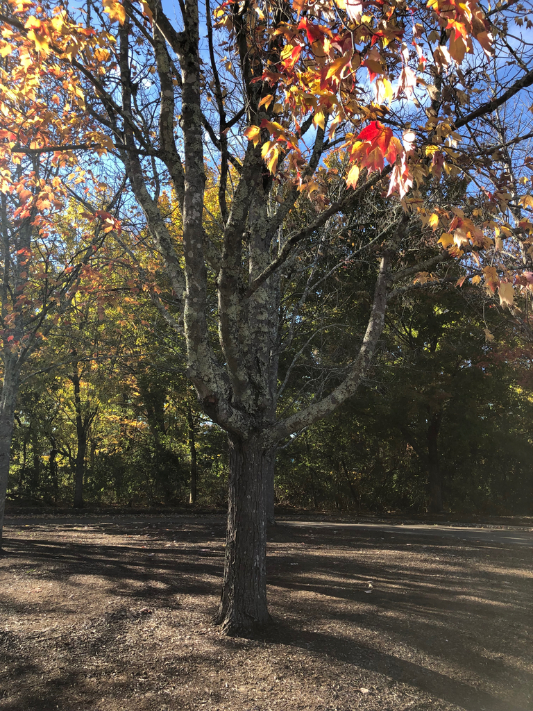 A photograph from Oct 22, 2026 near Lincoln & Cumberland parks, where the observer’s point is approximate.