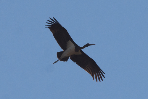 iNaturalist image